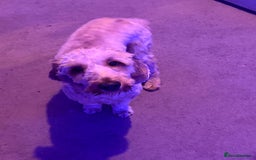 Cockapoo dogs for stud: stud dog - Image 3