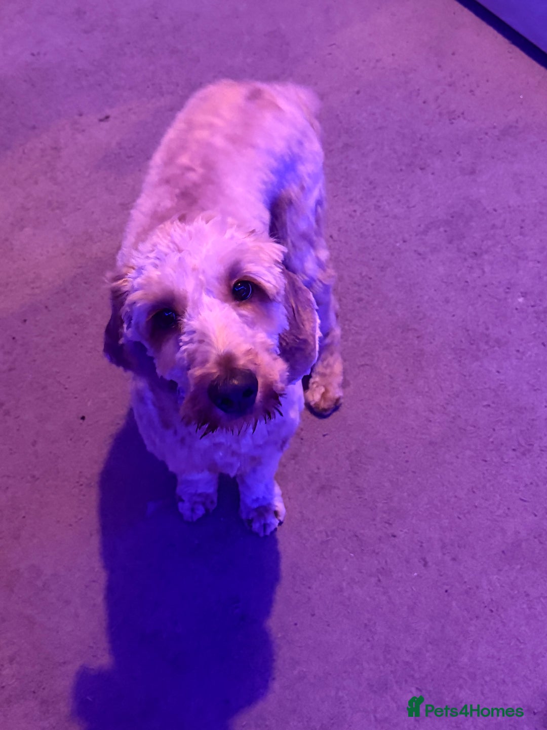 Cockapoo dogs for stud: stud dog - Image 3