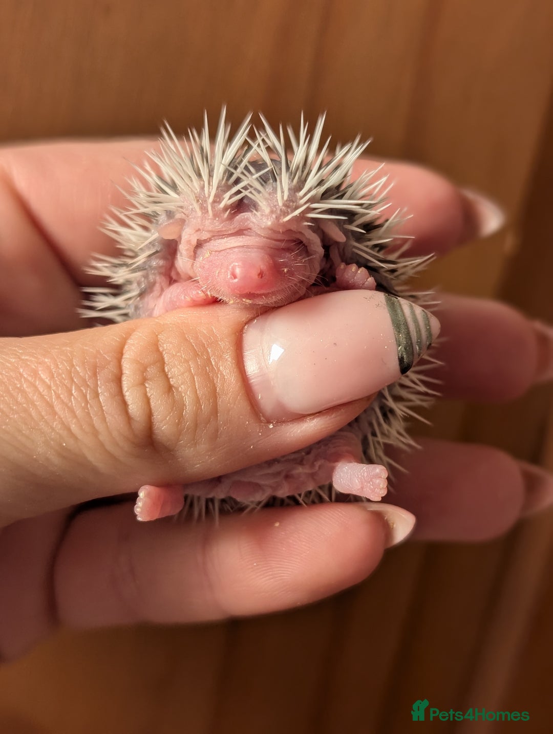 Pygmy Hedgehog rodents for sale: Gorgeous APH hedgehogs  - Image 9