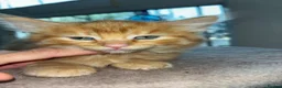 Mixed Breed cats for sale: Mixed breed kittens for sale  in Egham - Advert 6