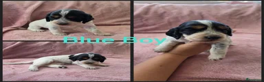 Blue boy 
