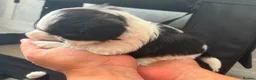 Shih Tzu dogs for sale: Shih tzu - Advert 16