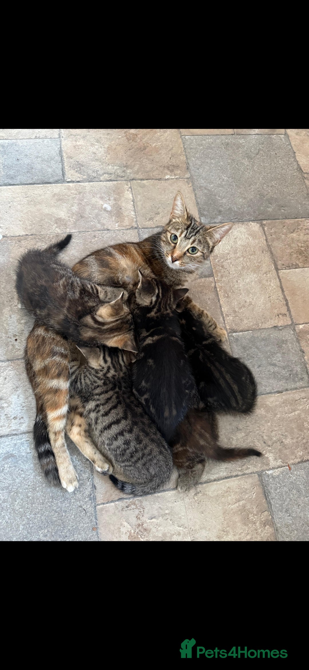 British Shorthair cats for sale: Beautiful tabby kittens - Image 1