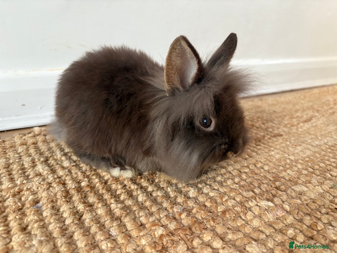 Lionhead rabbits for sale: Lionhead Brown & Blue Otters  - Advert 4