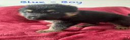 German Shepherd dogs for sale: Stunning Family Raised German Shepherd Puppies - Advert 20