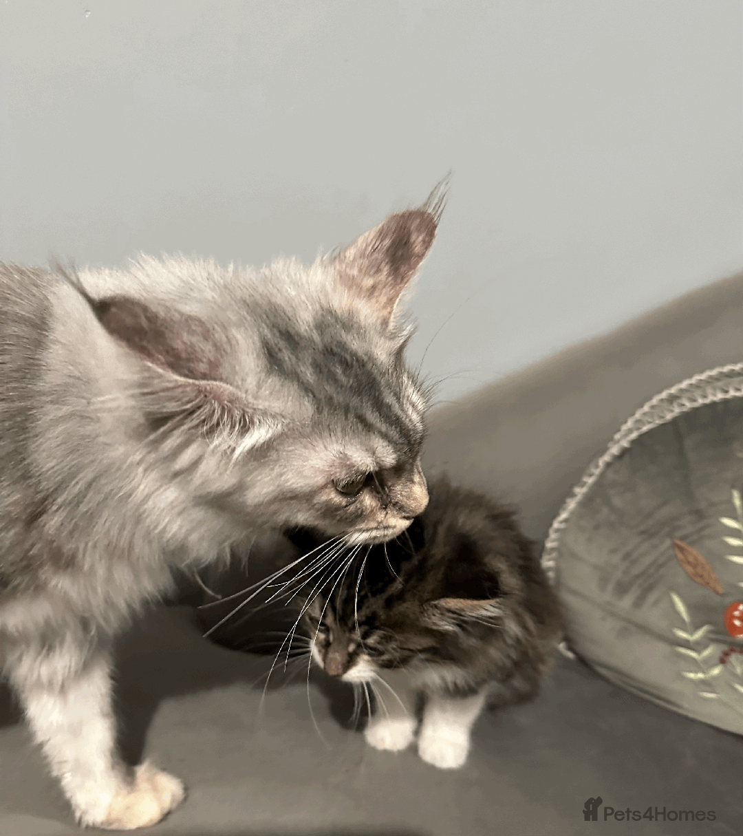 Siberian cats for sale: Siberian kitten, last girl left - Advert 3