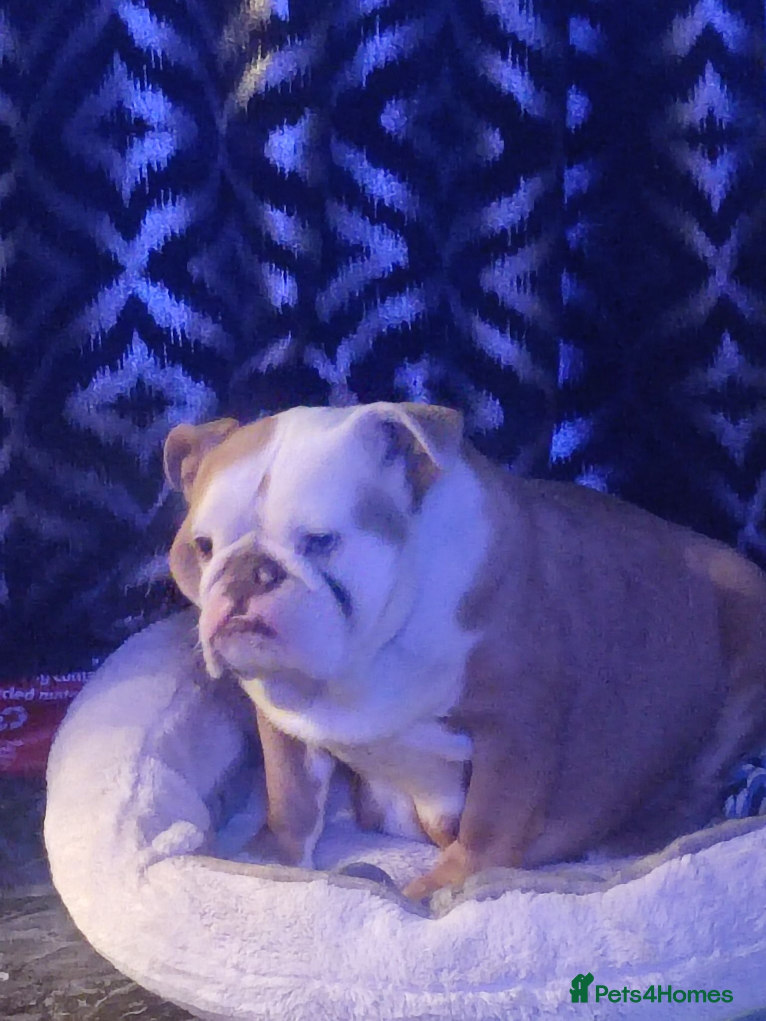English Bulldog dogs Exotic English bulldog  - Advert 1