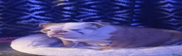 English Bulldog dogs for sale: Exotic English bulldog  - Advert 1