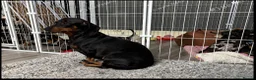 Miniature Dachshund dogs for sale: 😾  •• Miniature Dachshund Puppies  •• 🐺   - Advert 5
