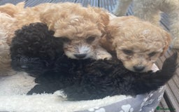Poochon dogs for sale: Gorgeous Puppy Poochons for sale  - Image 6
