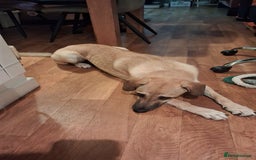 Mixed Breed dogs for adoption: Sallie – 10 months old, Female, Mixed Breed Pup - Advert 4