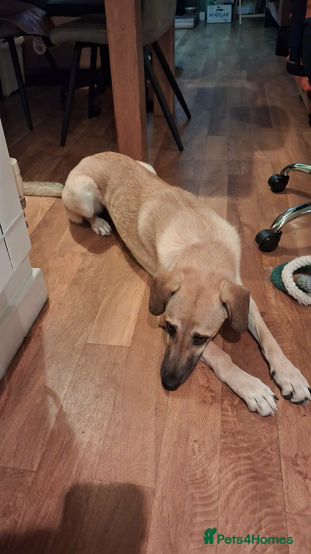 Mixed Breed dogs for adoption: Sallie – 10 months old, Female, Mixed Breed Pup - Advert 4