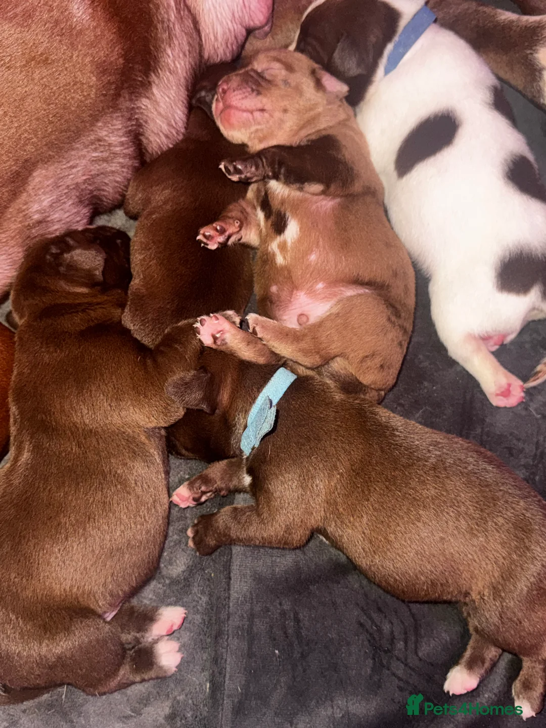 Mixed Breed dogs for sale: ‼️American bully x springer spaniel puppies ‼️  - Advert 9