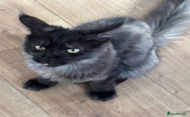 Maine Coon cats in Wickford - Advert 12