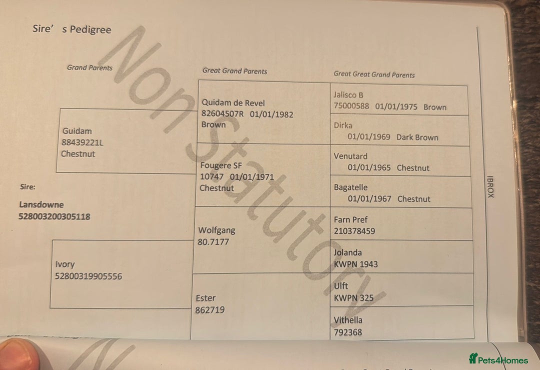 Danish Warmblood horses for sale: mart & compact gelding with a super athletic jump - Advert 2