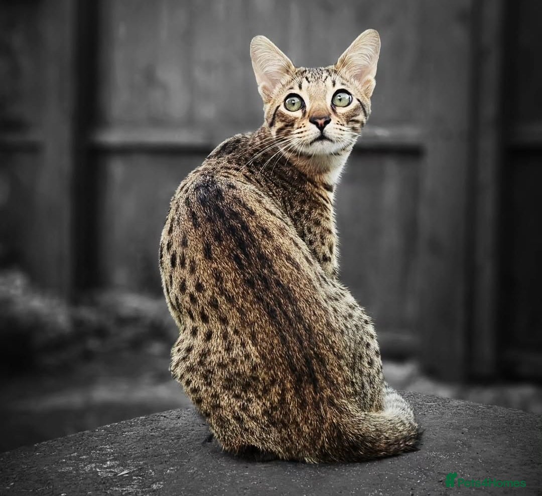 Savannah cats Savannah F6 Male Adult - Advert 2