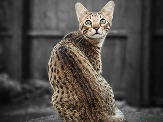 Savannah cats Savannah F6 Male Adult - Advert 2