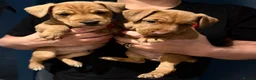 Parson Russell dogs for sale: PARSONS  RUSSELL TERRIER  PUPPIES FOR SALE - Advert 4