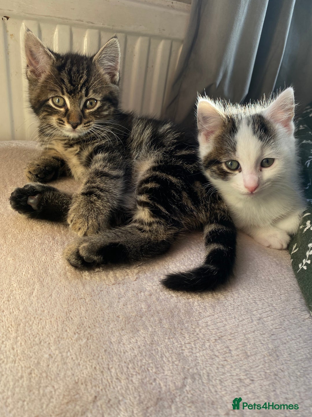 Mixed Breed cats for sale: Beautiful kitten male  - Advert 1