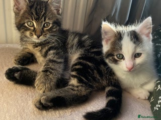 Mixed Breed cats Beautiful kitten male - Advert 1