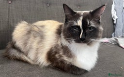 Ragdoll cats for sale: Calico Ragdoll for sale - Image 2