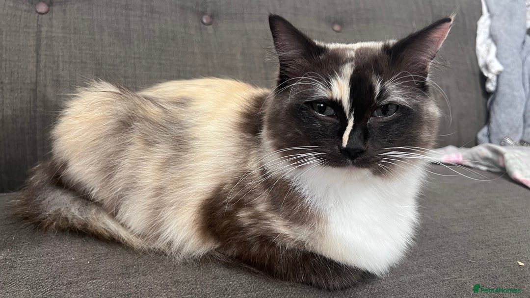 Ragdoll cats for sale: Calico Ragdoll for sale - Image 2