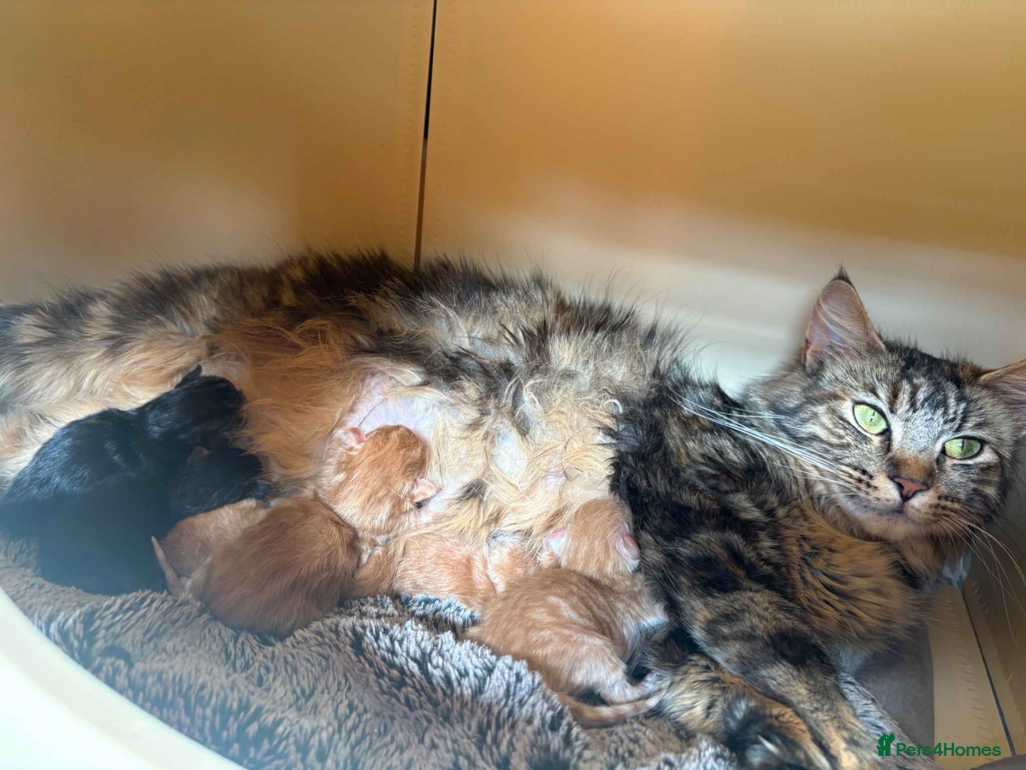 Maine Coon cats 6 Pure mainecoon kittens  - Advert 11