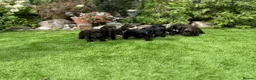 Cocker Spaniel dogs for sale: 6 Week old - Cocker Spaniel puppies - Advert 6