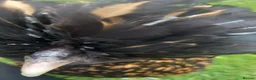 Chickens poultry for sale: Beautiful Polish hen chicken with 18kg food in Holywell - Advert 4