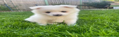 Mixed Breed Puppy 3