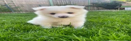 Mixed Breed dogs for sale: Mixed Italian Volpino - Advert 1