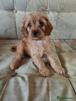 Cavapoo dogs - Advert 1