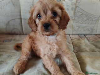 Cavapoo dogs - Advert 1