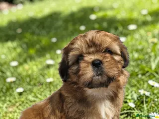 Shih Tzu dogs STUNNING PURE STANDARD SHIH TZU - Advert 5