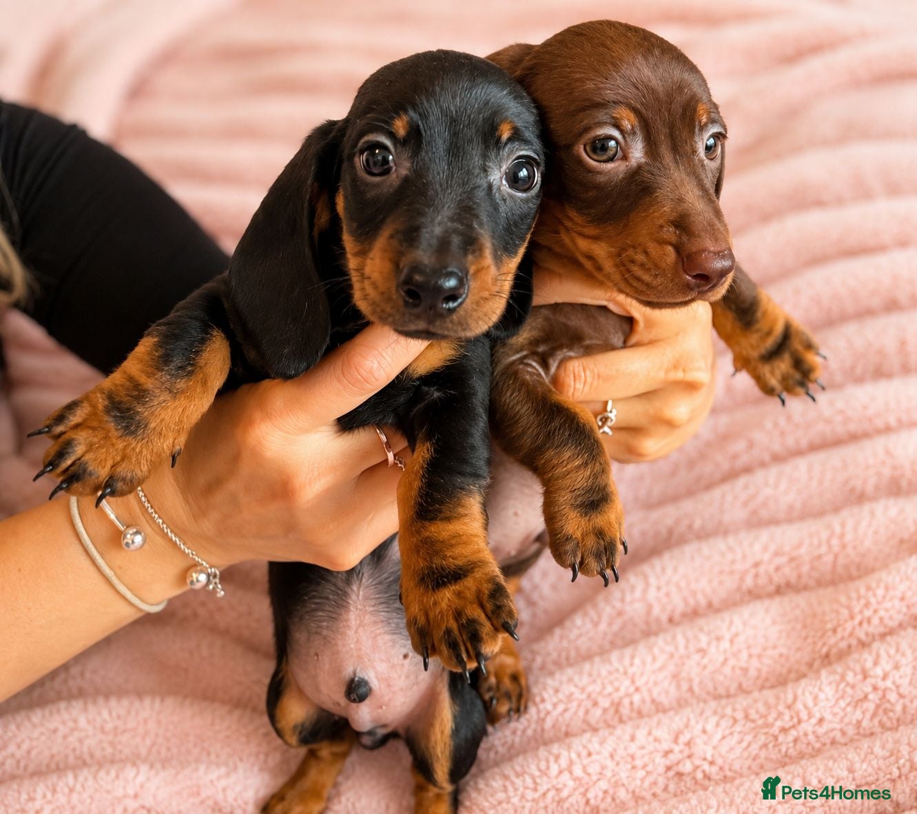 Miniature Dachshund dogs Look!! Beautiful Miniature Dachshund Puppies - Advert 6