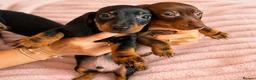 Miniature Dachshund dogs for sale: READY NOW!! Beautiful Miniature Dachshund Puppies - Advert 2