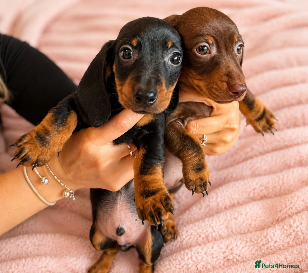 Miniature Dachshund dogs for sale: READY NOW!! Beautiful Miniature Dachshund Puppies - Advert 2