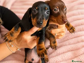 Miniature Dachshund dogs KC Registered Miniature Dachshund puppy’s - Advert 8