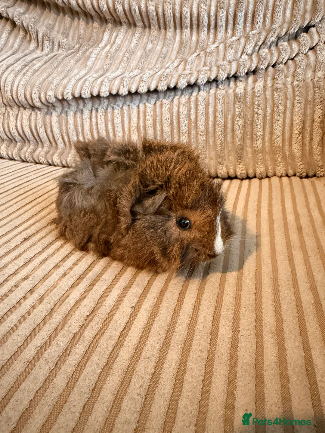 Guinea Pig rodents for sale: Two boar guinea pigs  - Advert 2