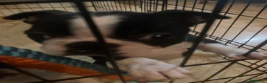 Boston Terrier Puppy 2