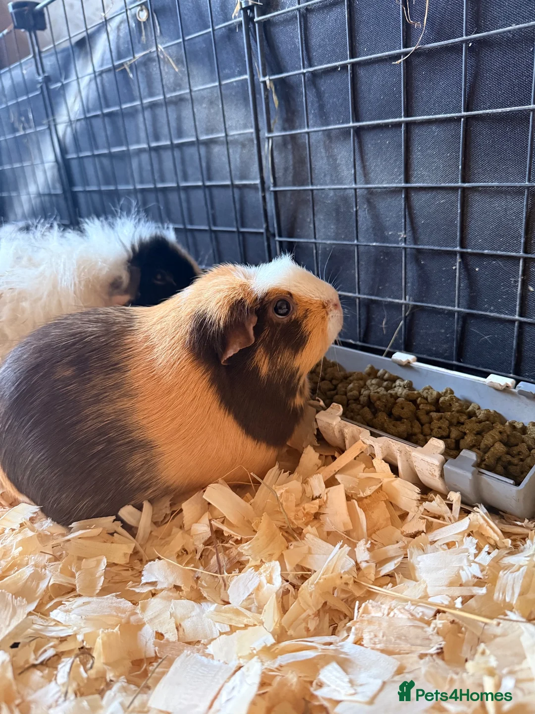 Guinea Pig rodents for sale: Female guinea pigs  - Advert 1