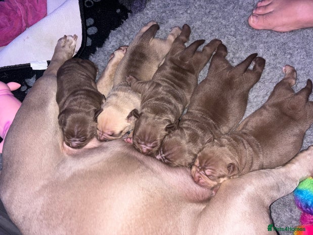 American Bully dogs - Advert 2