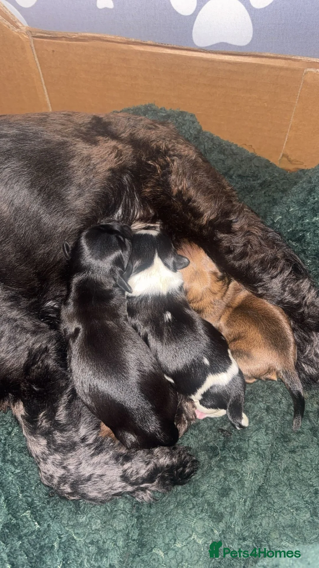 Mixed Breed dogs for sale: 4 Beautiful Cava-Tzu puppies for sale  - Advert 10