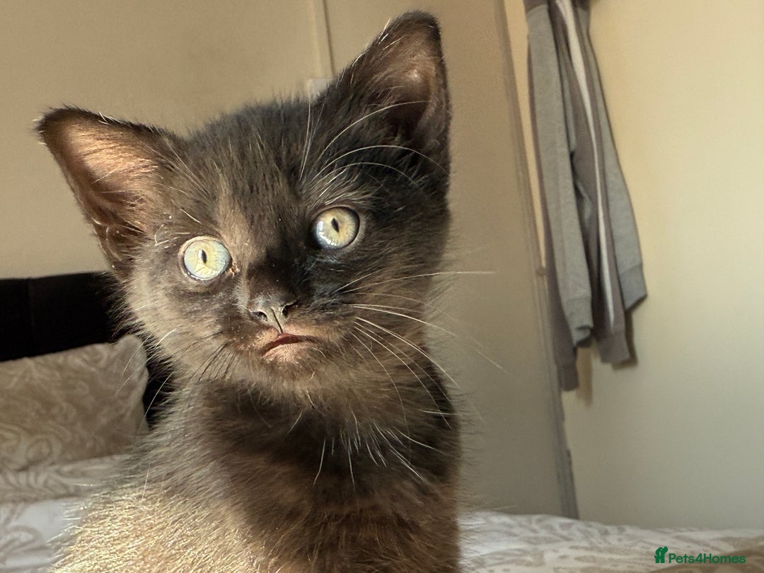 Mixed Breed cats for sale: 3 beautiful kittens available - Image 36
