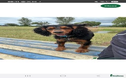 Cocker Spaniel dogs for sale: Cocker Spaniel Puppies  - Image 7