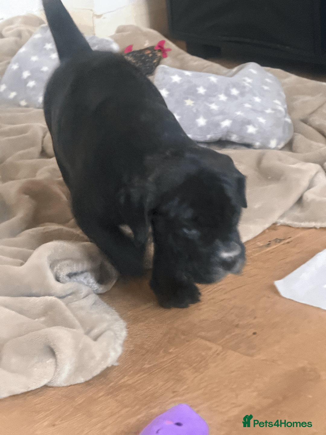 Presa Canario dogs for sale: 1 Male and 1 Female Quality Presa Canario Puppies in Solihull - Advert 10