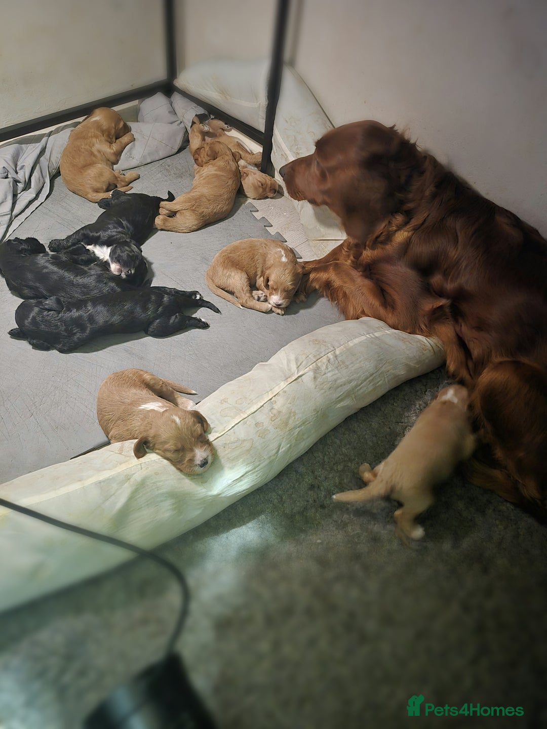 Irish Doodle dogs for sale: Toy Irish Doodle Puppies For Sale  - Image 2