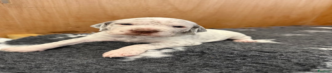 Puppy 2