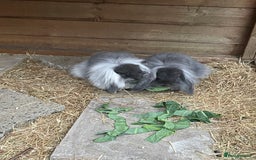 Mini Lion Lop rabbits for sale: 2 Mini Lion Lop Babies - Image 9