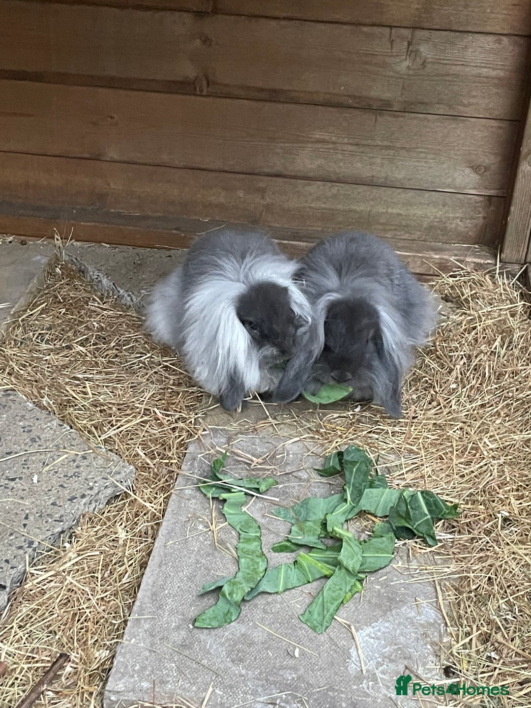 Mini Lion Lop rabbits for sale: 2 Mini Lion Lop Babies - Image 9